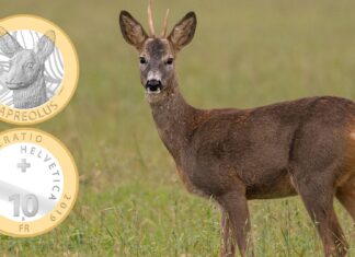 Animali della foresta svizzeri - capriolo