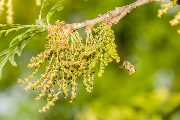 I fiori della quercia simboleggiano, sull'oncia in platino 2022 emessa dalla US Mint, la libertà di parola sancita come diritto fondamentale nel 1° emedamento della Costituzione USA