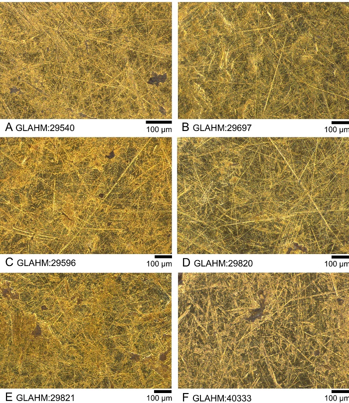 L'equipe di ricercatori che ha indagato gli aurei di Sponsiano ha utilizzato tecnologie di microscopia standand e a scansione per studiare impurità del metallo e i segni della circolazione delle monete