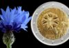 fiordaliso fiore nazionale estonia due euro moneta natura ambiente fortuna amore pace