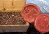 tesoro monete d'emergenza giappone guerra ceramica sen yen japan mint monte fuji cherry blossom ritrovamento valore numismatica