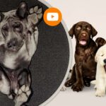 punto di vista cuccioli pets animali cane gatto dog cat sweet moneta cit cook argento andrius burba pow love amore