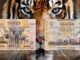 banconota più grande del mondo burundi 10000 franchi flora fauna estinzione numismatica speciale collezione rarità guinness world record